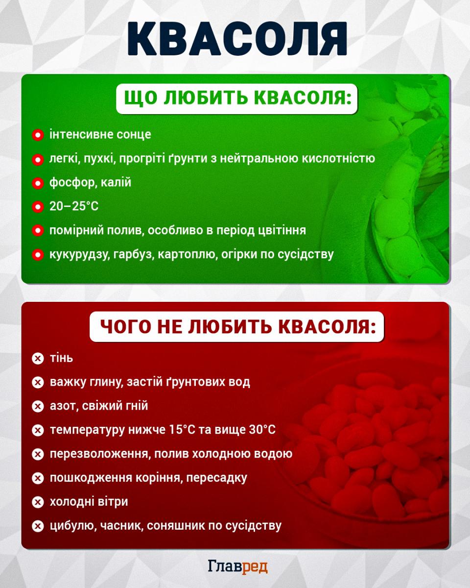 Що посіяти в розпал літа, щоб збирати врожай до холодів:  топ-9 найкращих овочів