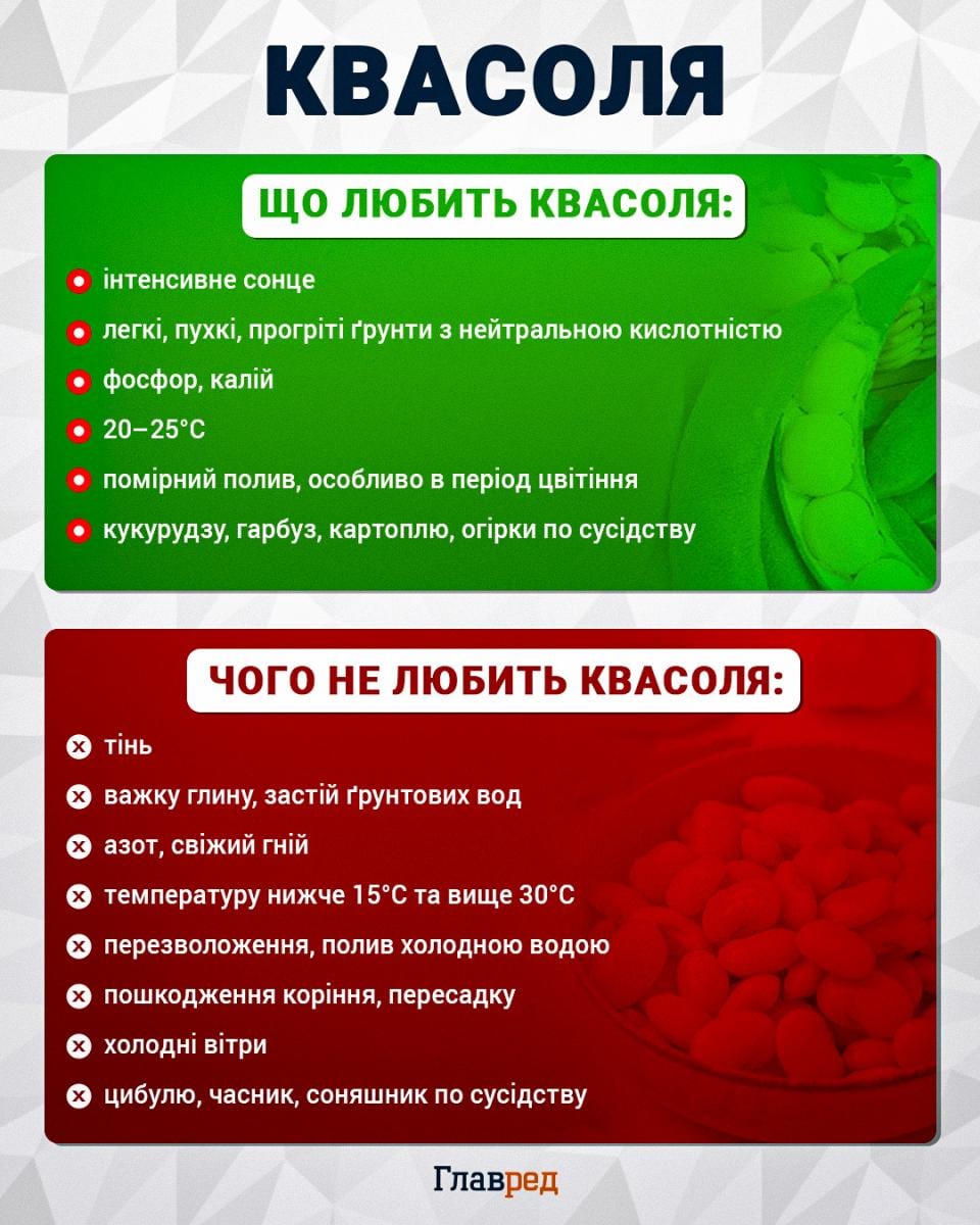 Що любить і не любить квасоля