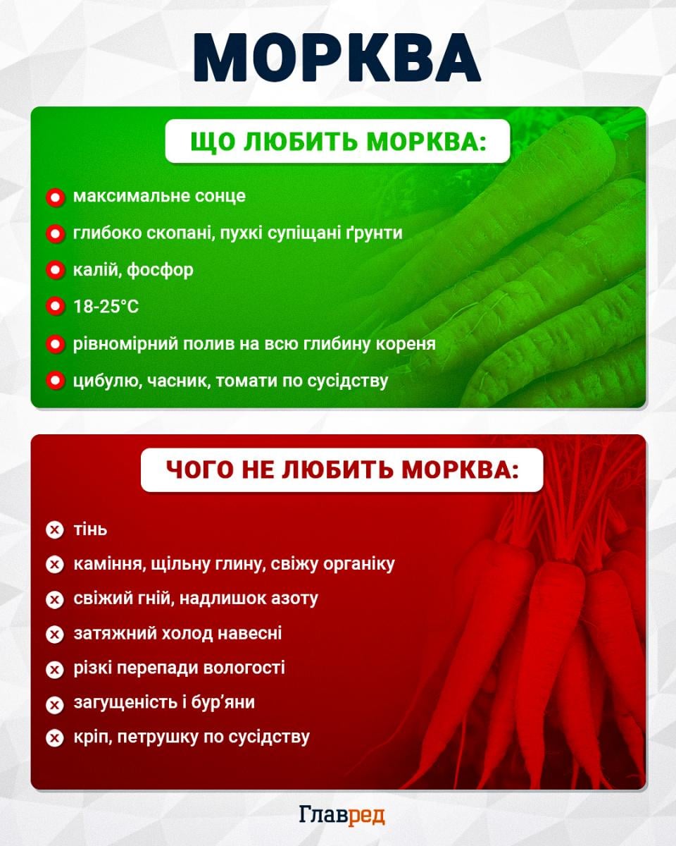 Проросте при будь-якій погоді: найкращі терміни для посіву моркви навесні Проросте при будь-якій погоді: найкращі терміни для посіву моркви навесні