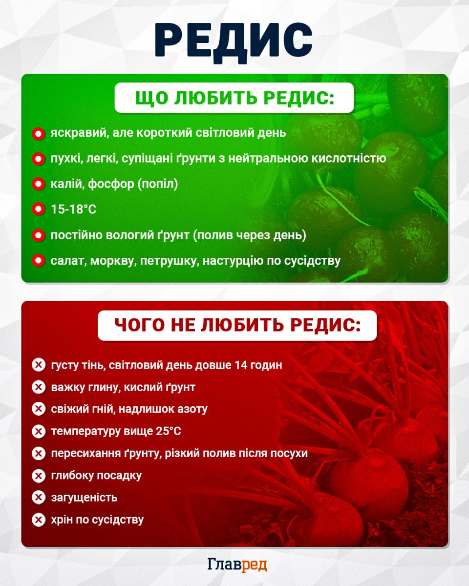 Що любить і не любить редис