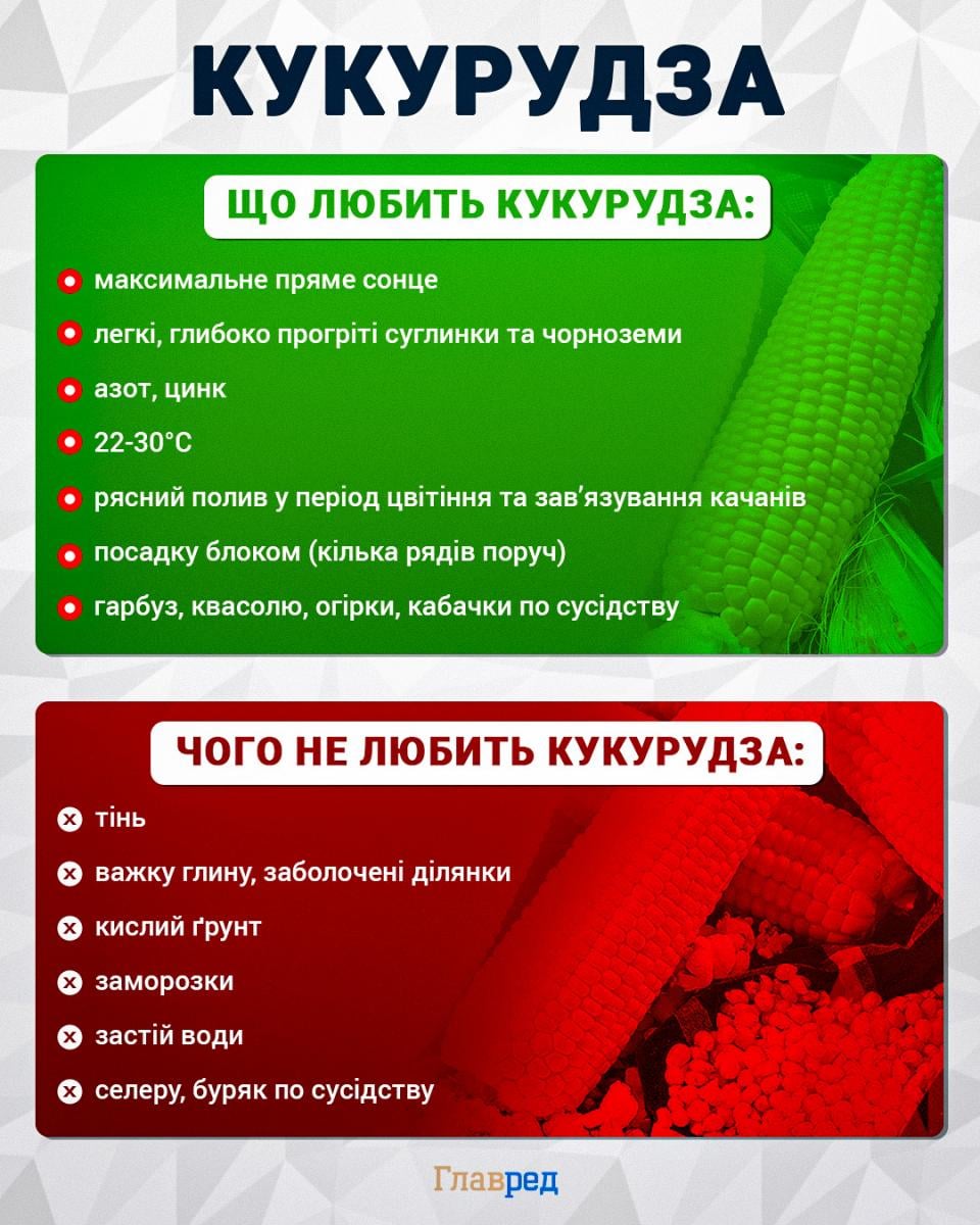 Чи потрібно обривати пасинки у кукурудзи: городниця провела експеримент на грядці Чи потрібно обривати пасинки у кукурудзи: городниця провела експеримент на грядці