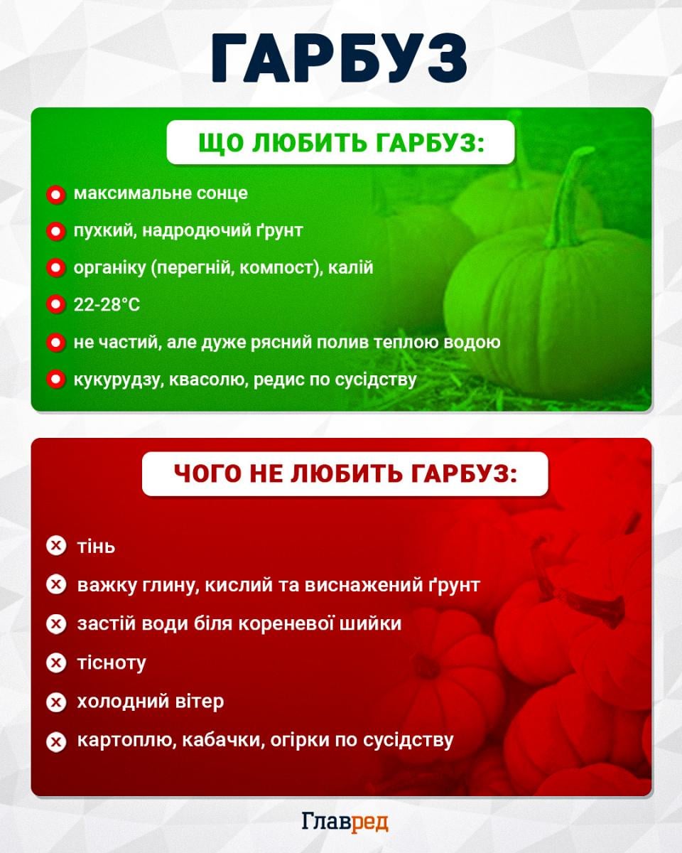 Гарбузи лежатимуть до весни: як правильно збирати та зберігати врожай Гарбузи лежатимуть до весни: як правильно збирати та зберігати врожай