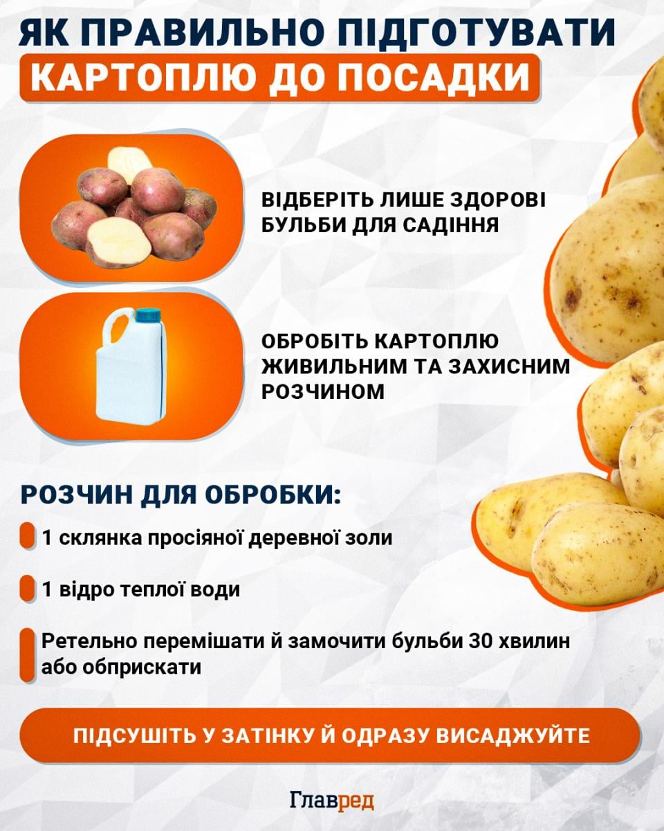 Як правильно підготувати картоплю до посадки Як правильно підготувати картоплю до посадки