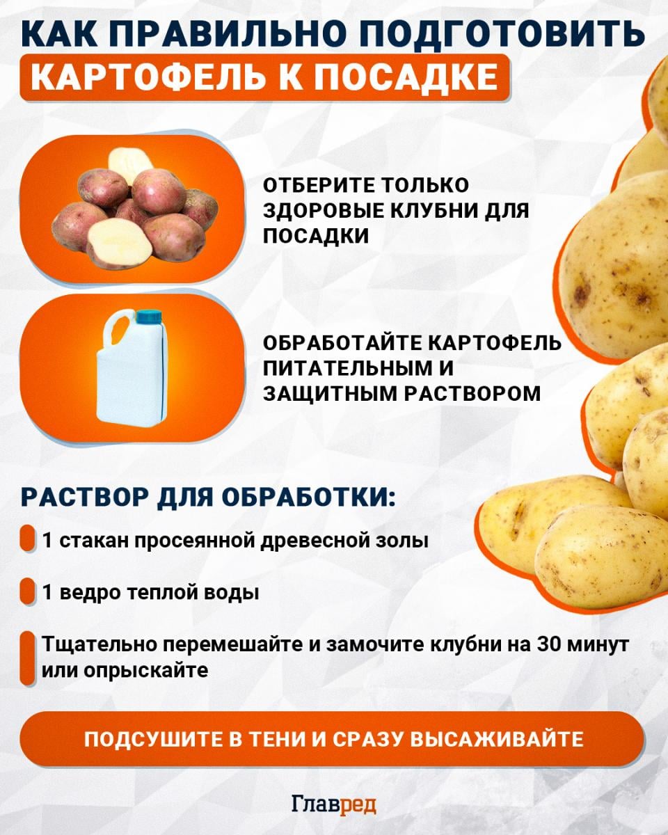 Как правильно подготовить картофель к посадке Как правильно подготовить картофель к посадке