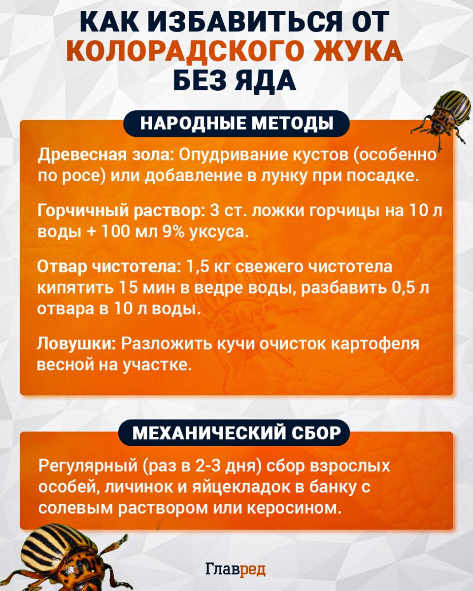 Как избавиться от колорадского жука без яда