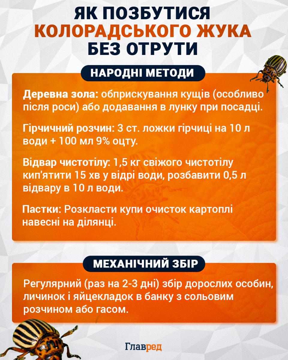 Як позбутися колорадського жука без отрути