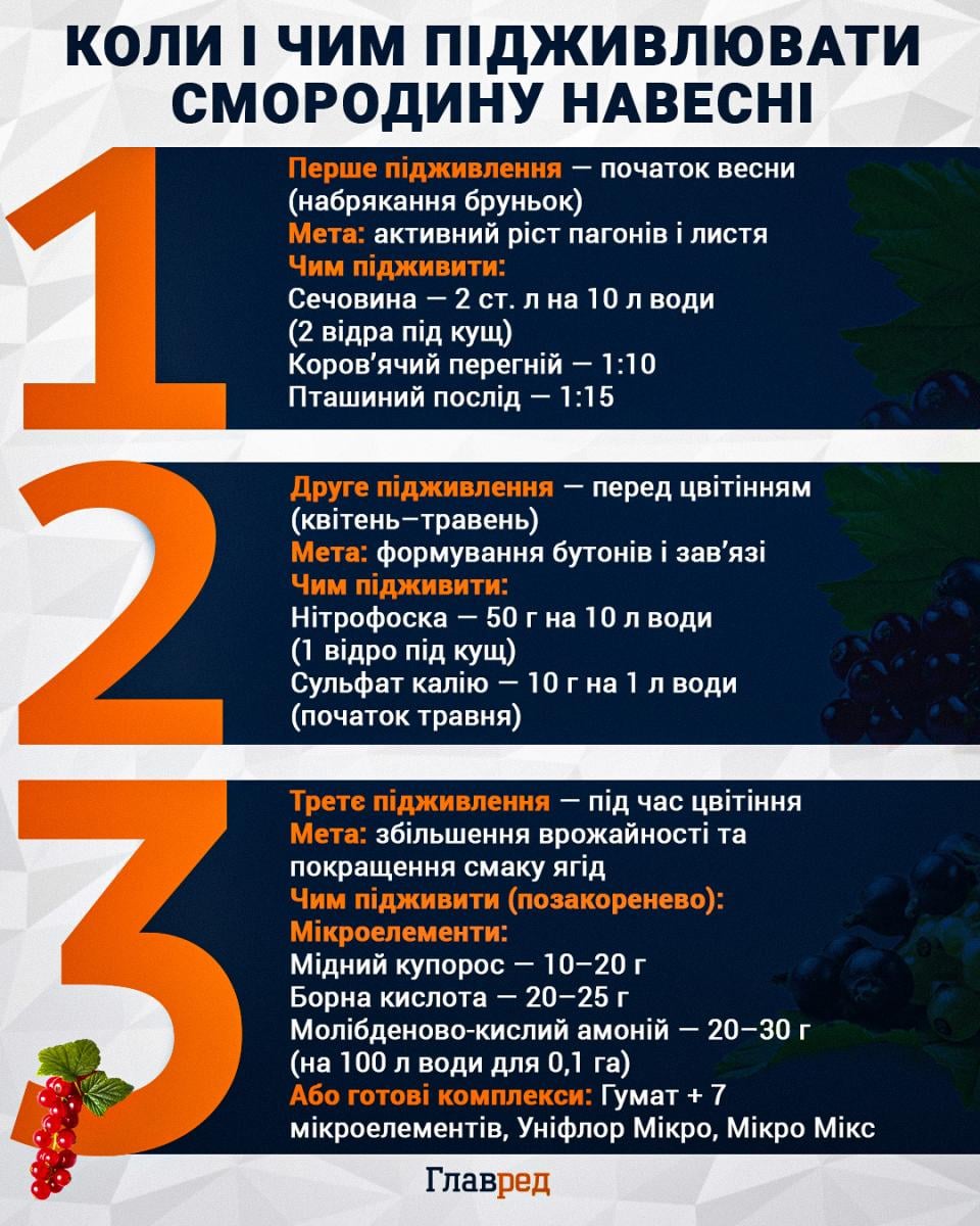 Чим підживити смородину навесні