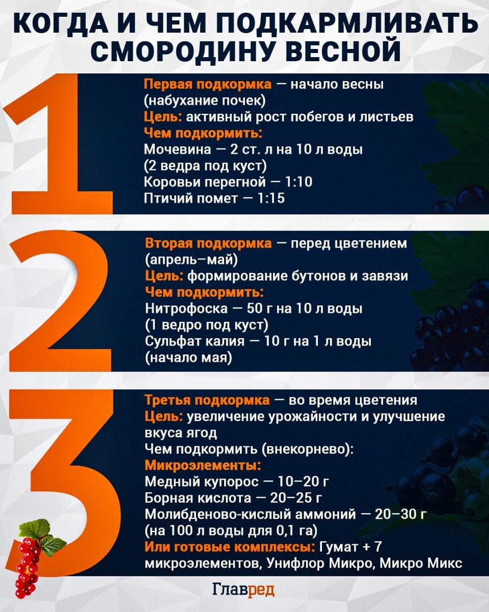 Чем подкормить смородину весной