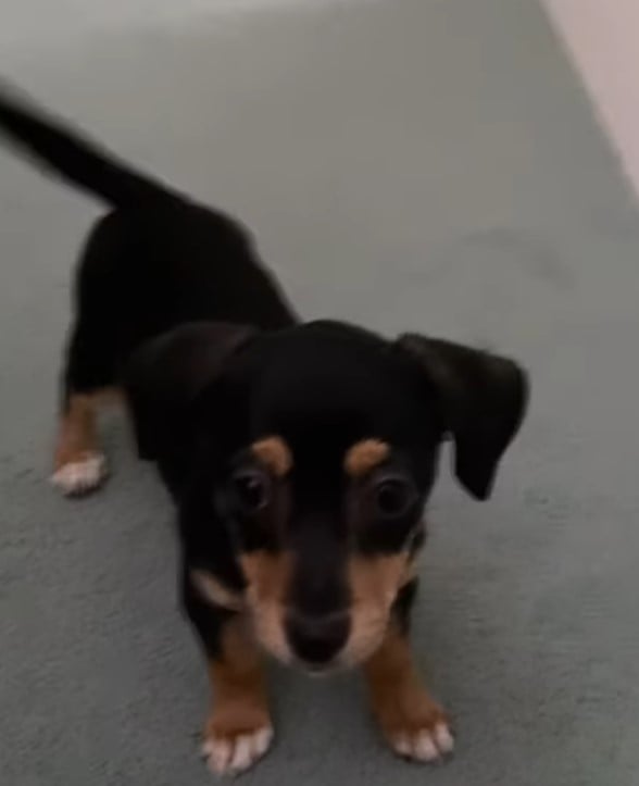 Господарі помітили, що з собакою щось не так