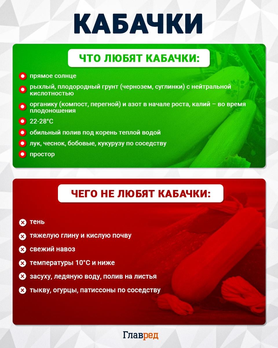 Что любят и чего не любят кабачки
