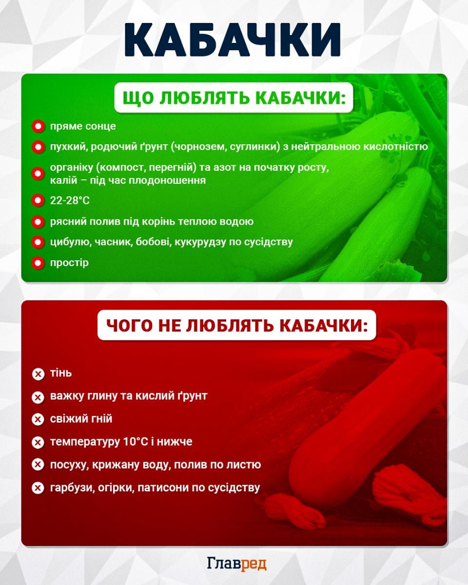 Коли садити кабачки у відкритий ґрунт 2026 року: точні дати для рекордного врожаю