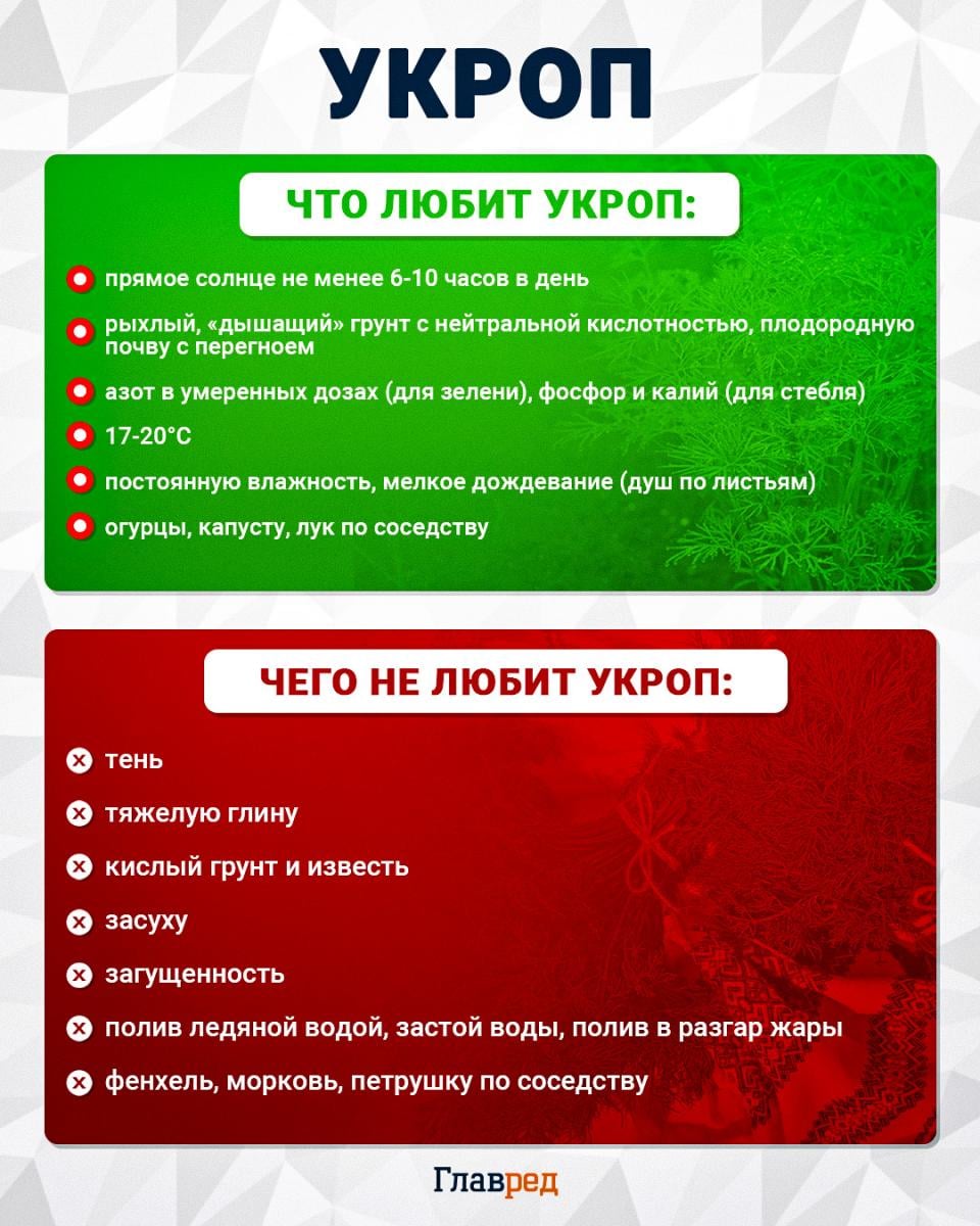 Что любит и чего не любит укроп