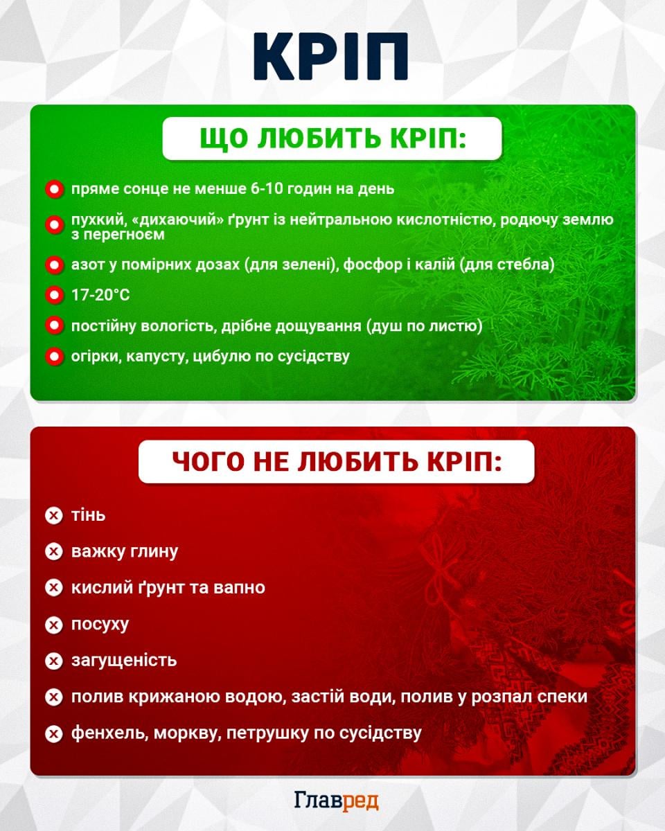 Один кущ може захистити весь город: що добре росте поруч із кропом
