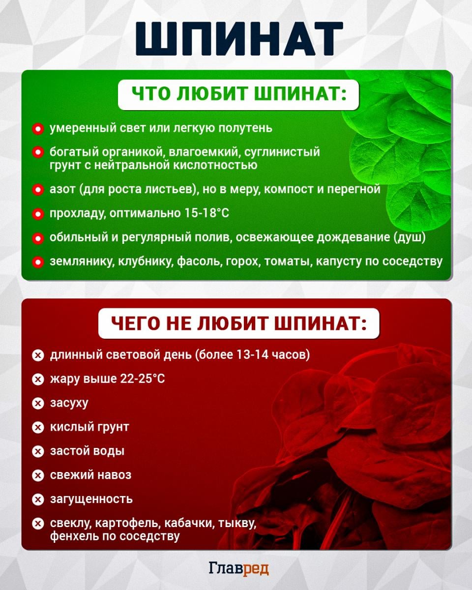Что любит и чего не любит шпинат
