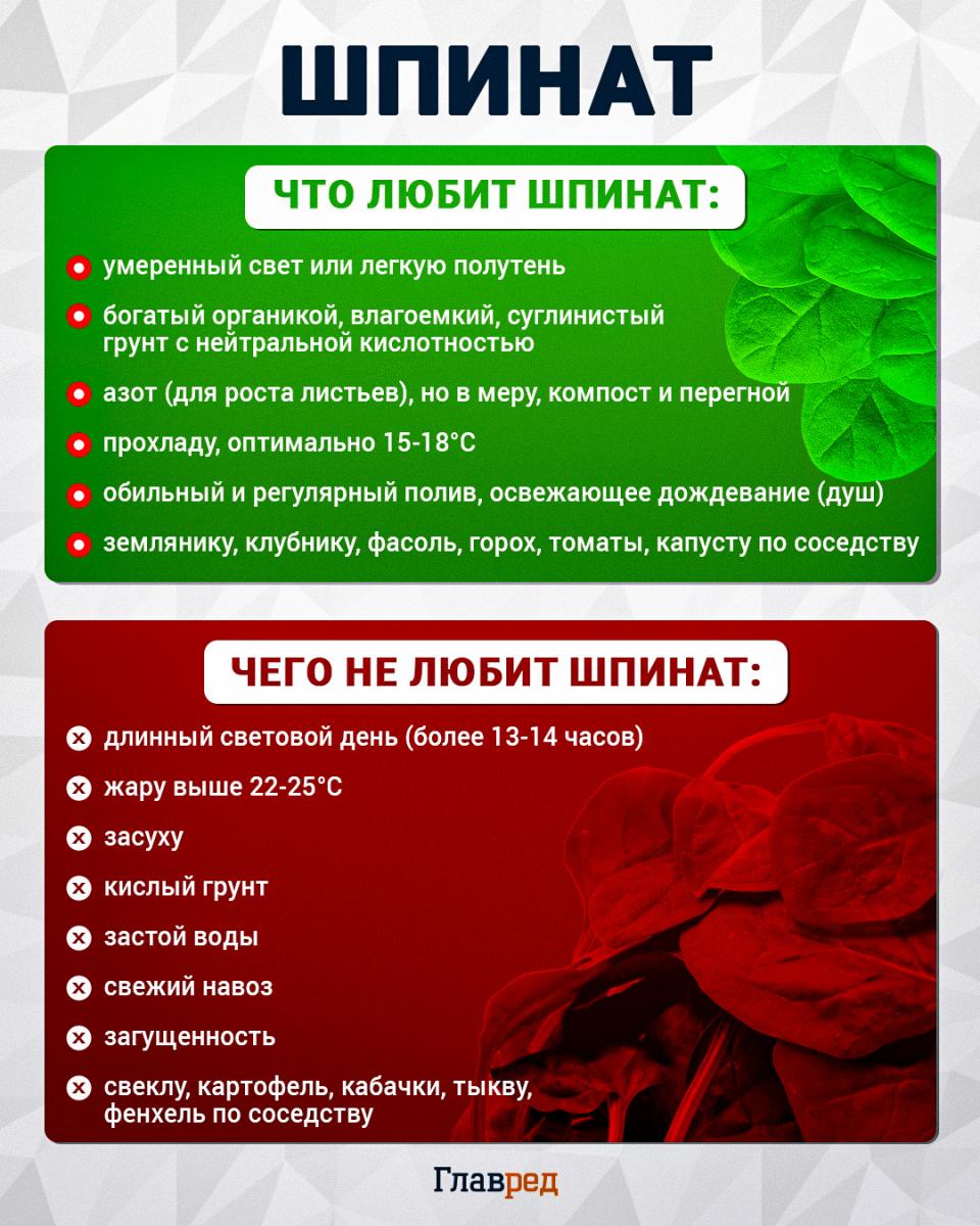 Что любит и чего не любит шпинат