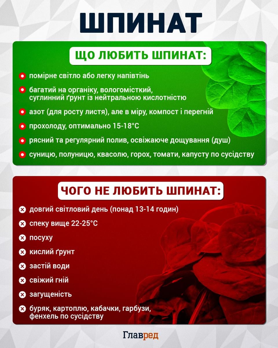 Осінній посів на дачі: сім найкращих культур для посадки у вересні та під зиму Осінній посів на дачі: сім найкращих культур для посадки у вересні та під зиму