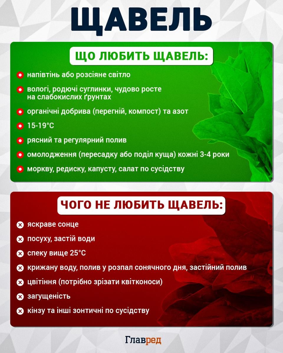 Посів щавлю під зиму: коли та як висівати насіння для першої зелені