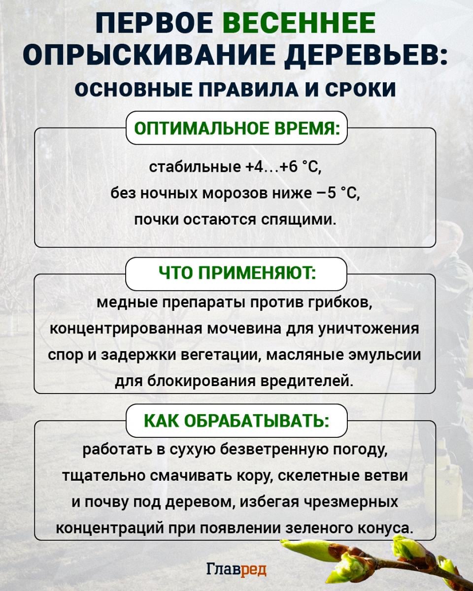 Чем весной опрыскивать деревья от вредителей и болезней Чем весной опрыскивать деревья от вредителей и болезней
