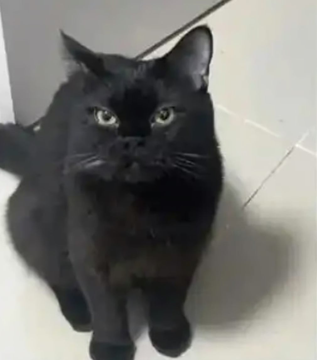 Мужчина приходил домой к владельцам кошек и кормил их