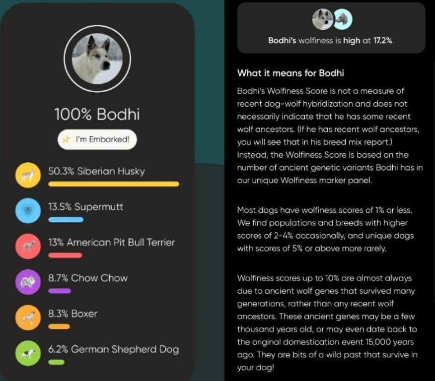 Результат ДНК-тесту собаки