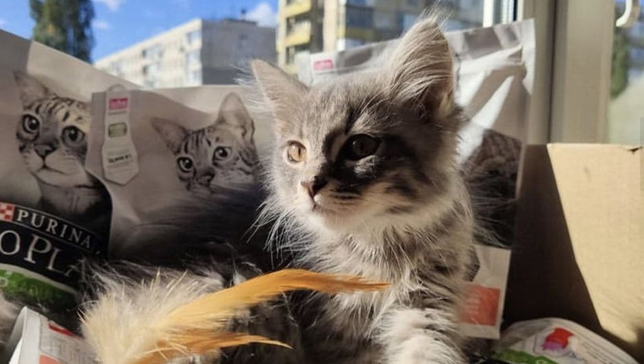 Соціальні ініціативи Purina: вплив бренду на життя тварин і суспільство