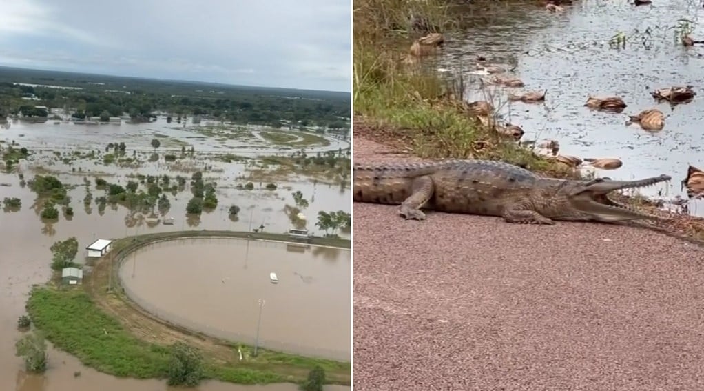 В городе Кэтрин все чаще замечают крокодилов, которые оказываются прямо во дворах