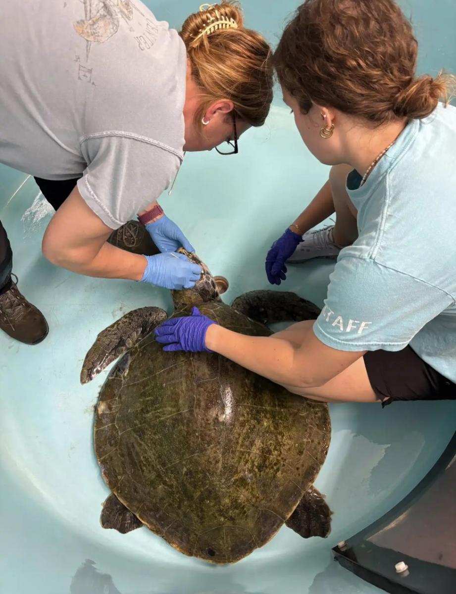 Черепаха належить до виду морських черепах Кемпа