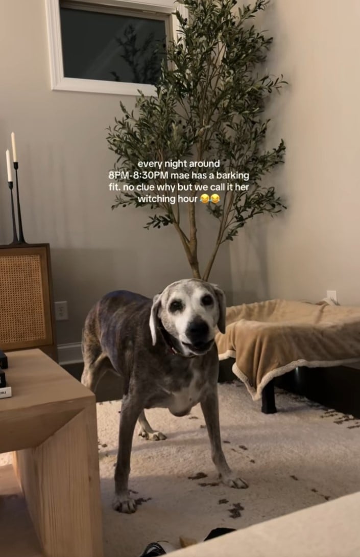 Відео з незвичайною поведінкою собаки швидко набрало понад 900 тисяч переглядів