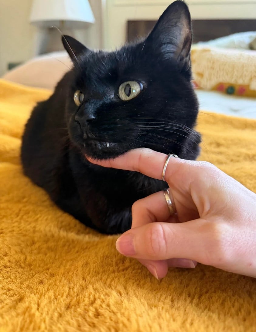 Господиня помітила щось дивне в роті кішки