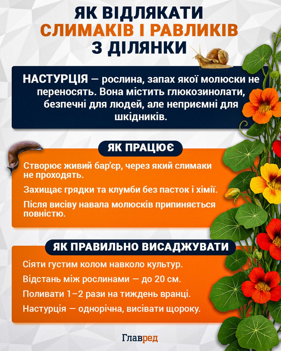 Як позбутися від слимаків і равликів