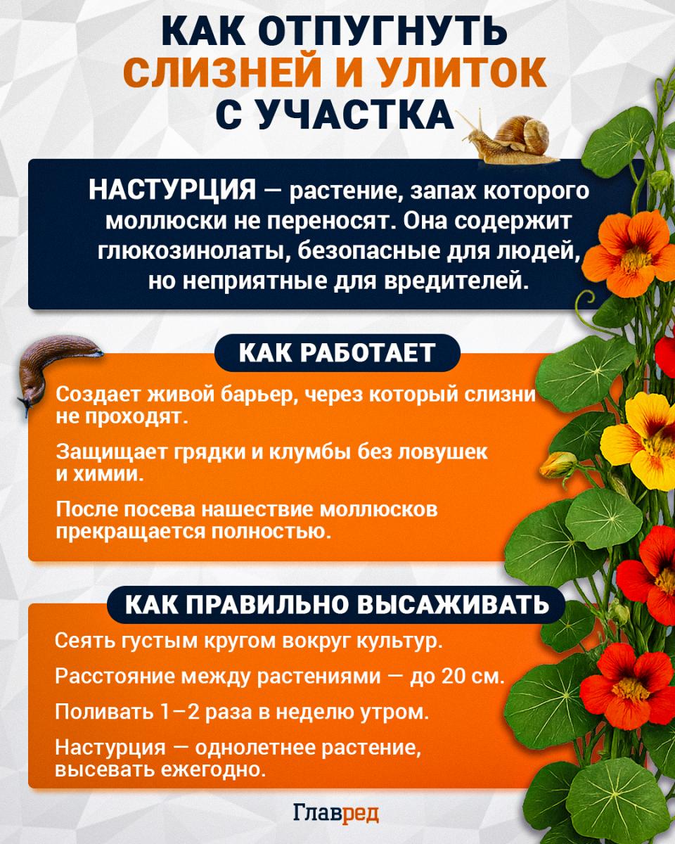 Как избавиться от слизней и улиток