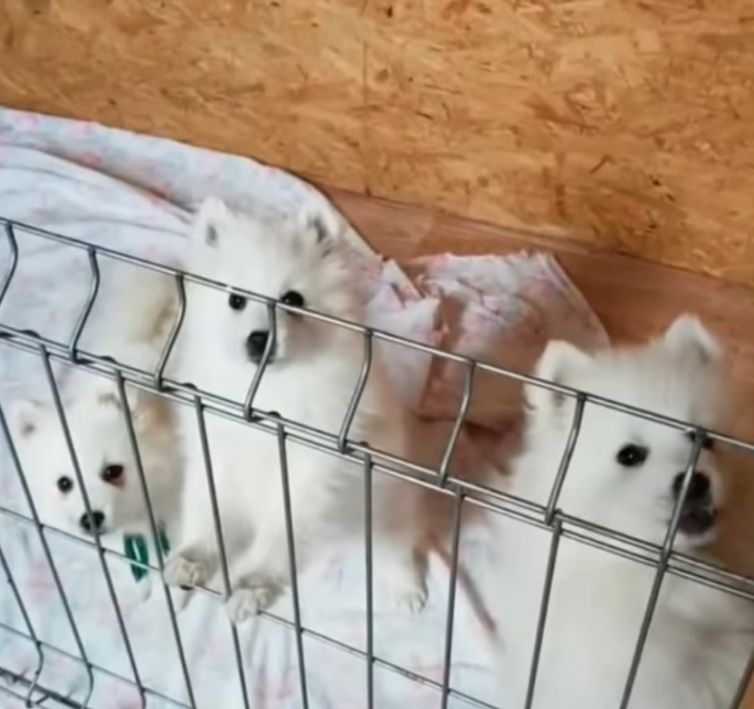 У тримісячному віці у тварини почала густішати шерсть