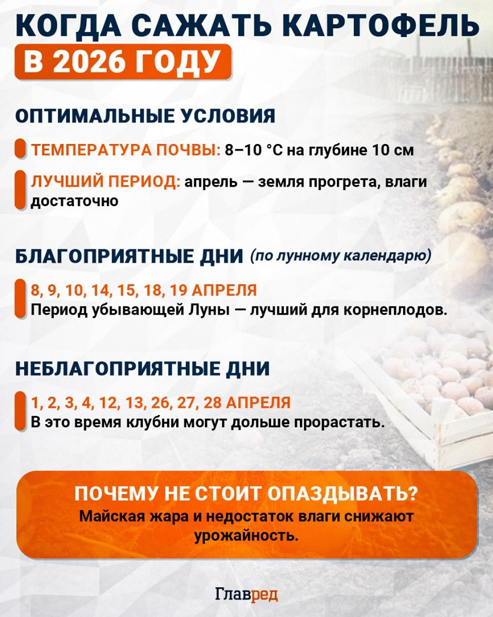 Когда сажать картофель в 2026 году