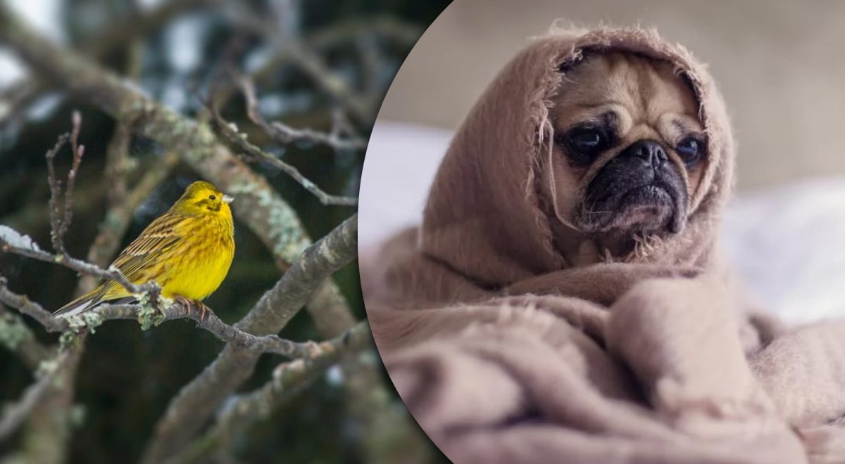 Синоптикиня прогнозує відчутне похолодання на Житомирщині: доки триватиме