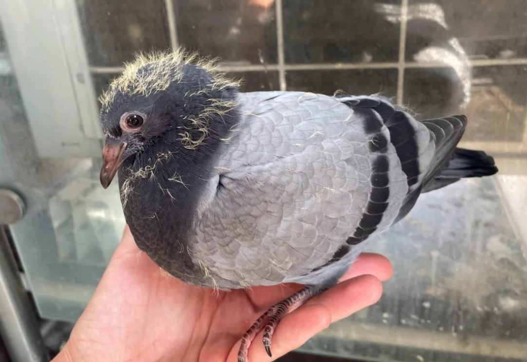 Молоді голуби залишають гніздо, вже досить дорослими