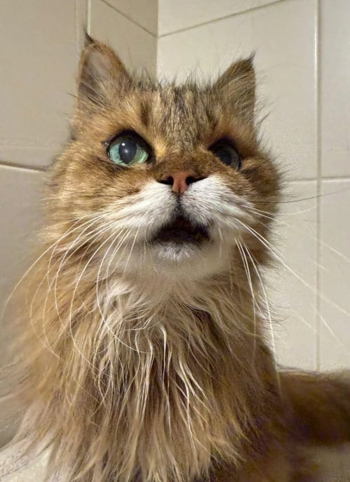 Знімок екрана