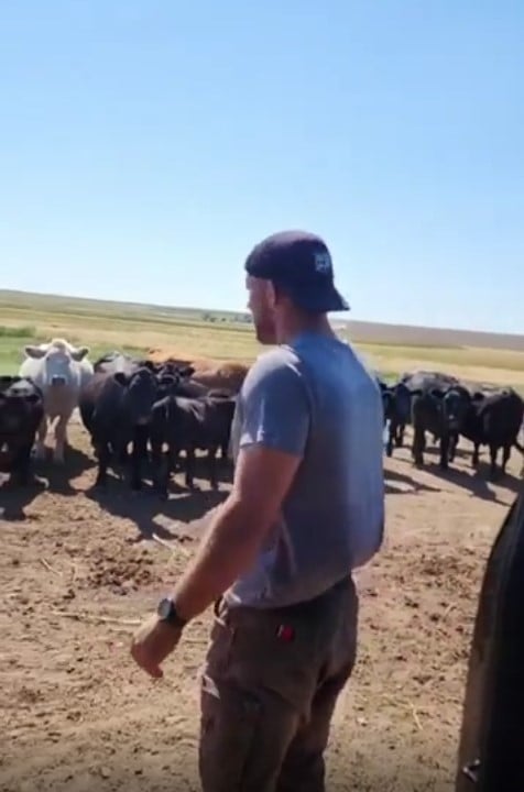 Фермер почав розмовляти з коровами