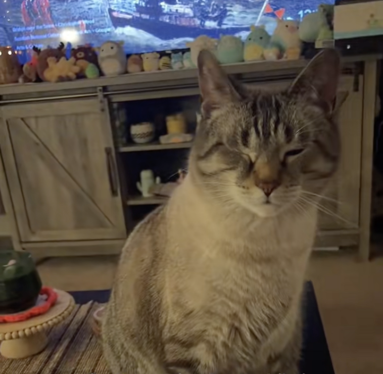 Кіт на ім'я Вінстон придумав хитрий план