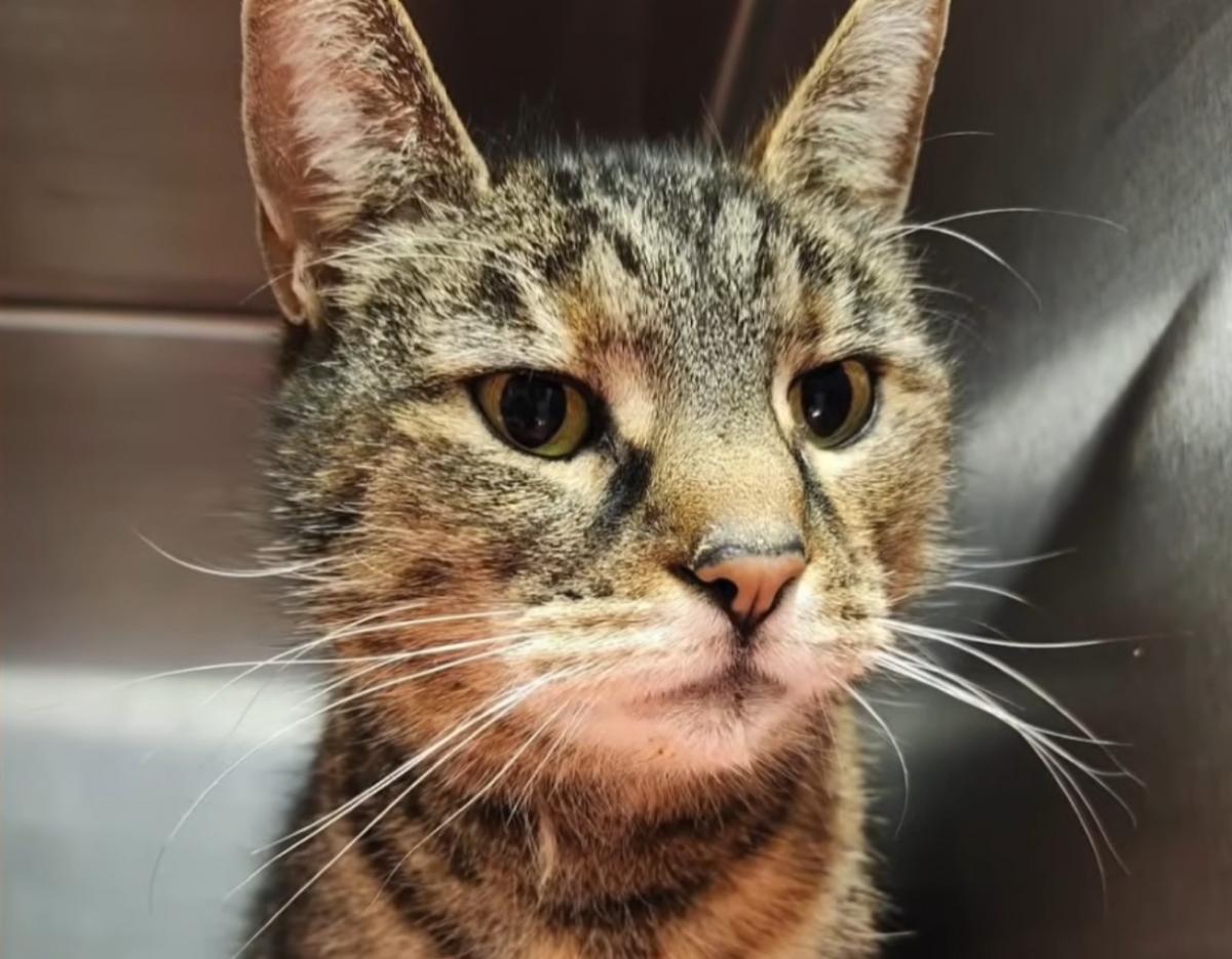 Зниклого кота знайшли в недобудованому підвалі Зниклого кота знайшли в недобудованому підвалі