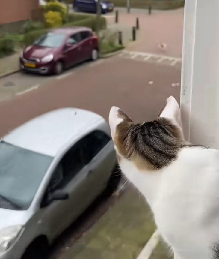 Реакція кішки сподобалася глядачам у TikTok