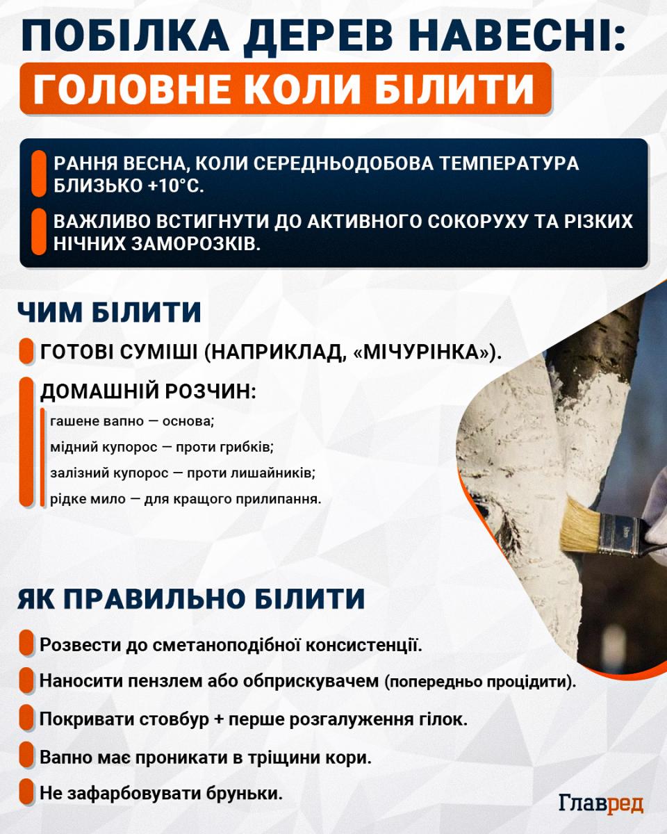 Чим і коли білити дерева навесні Чим і коли білити дерева навесні