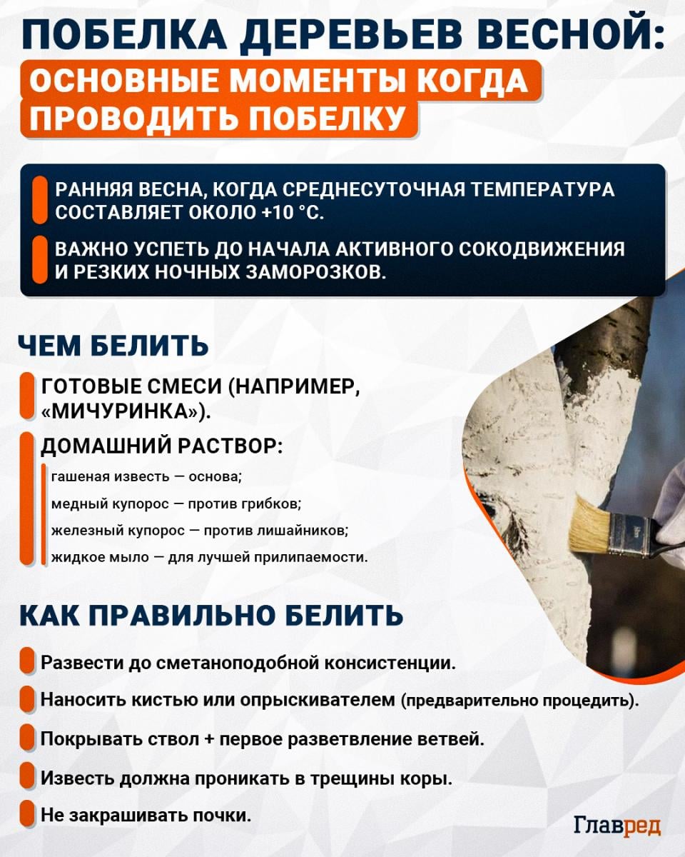 Чем и когда белить деревья весной Чем и когда белить деревья весной