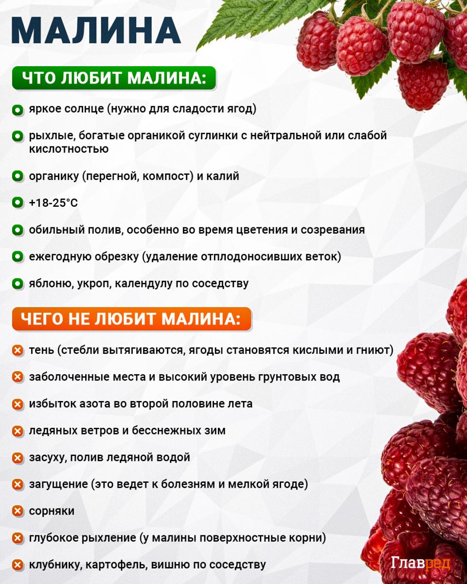 Что любит и чего не любит малина