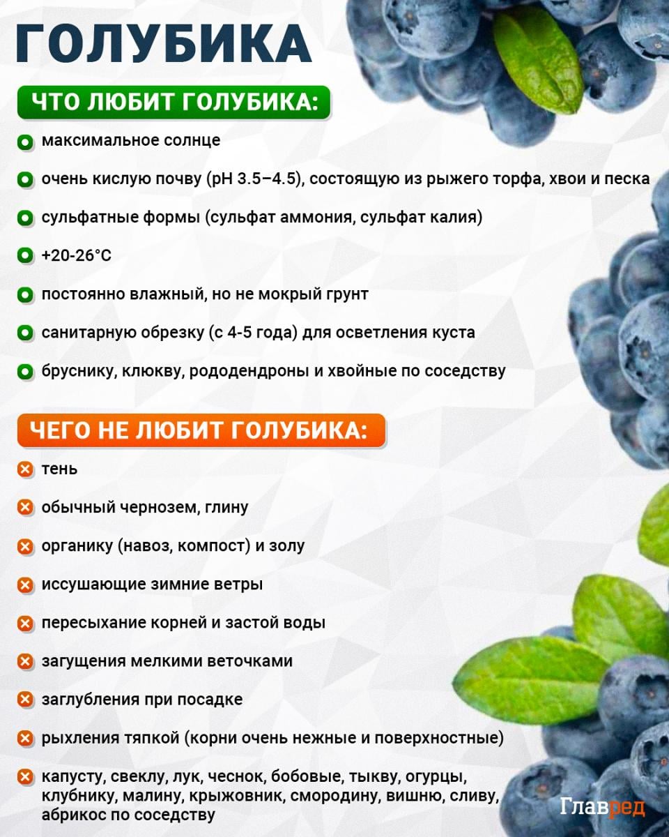Что любит и чего не любит голубика