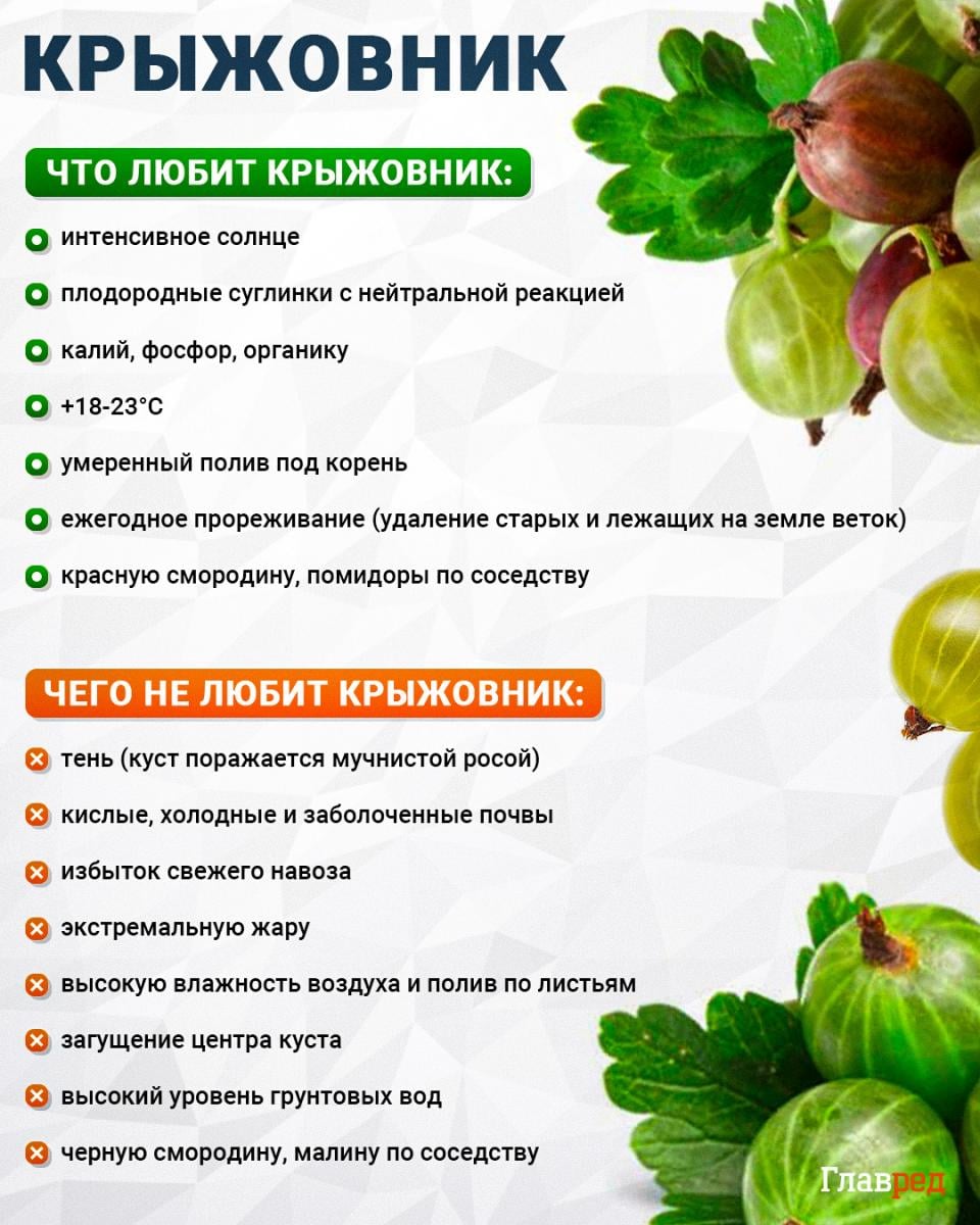 Что любит и чего не любит крыжовник