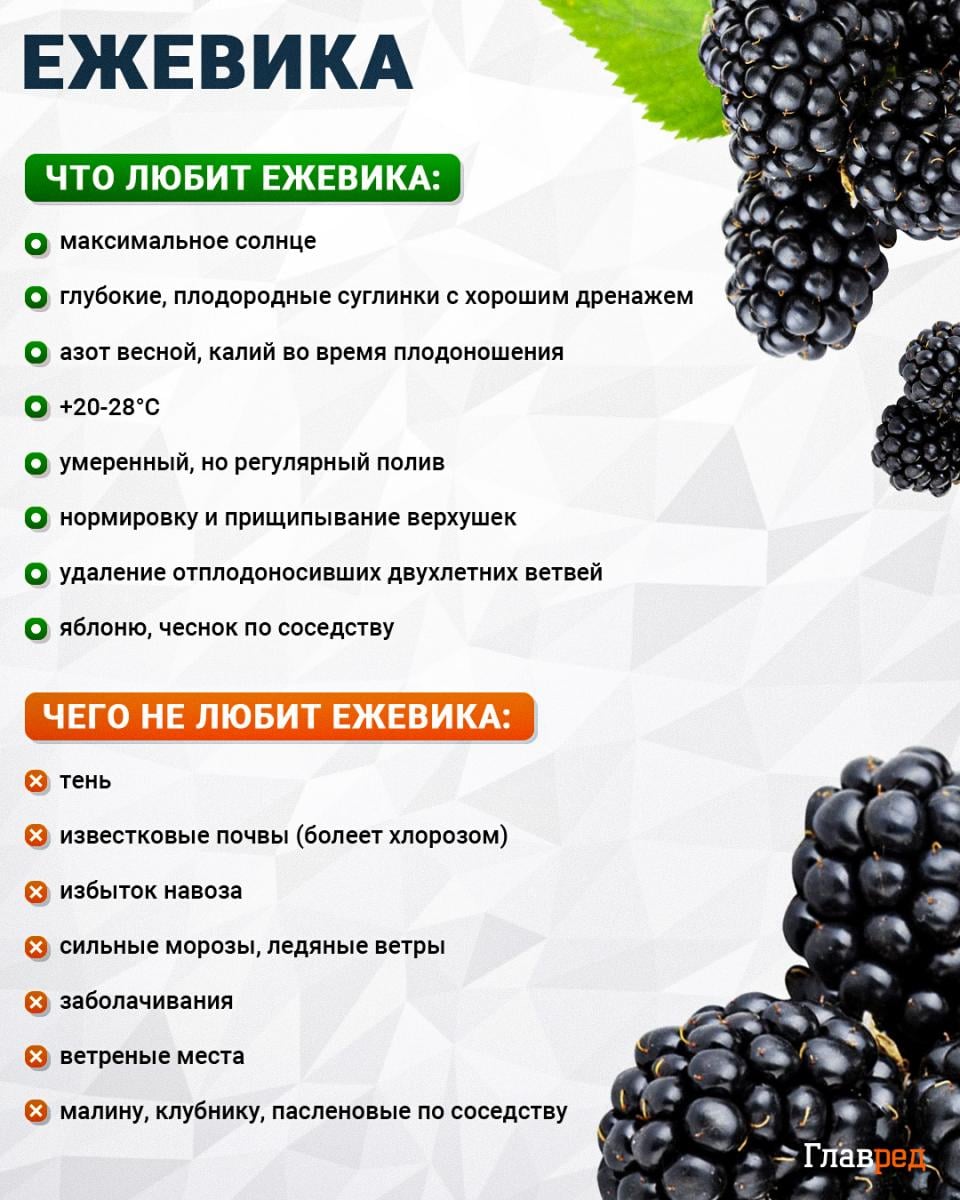 Что любит и чего не любит ежевика Что любит и чего не любит ежевика