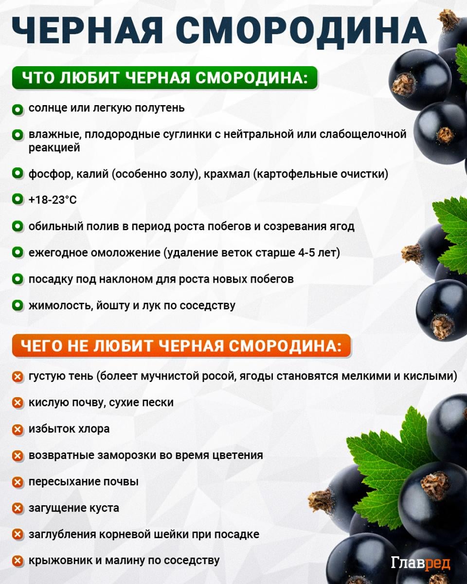 Что любит и чего не любит черная смородина