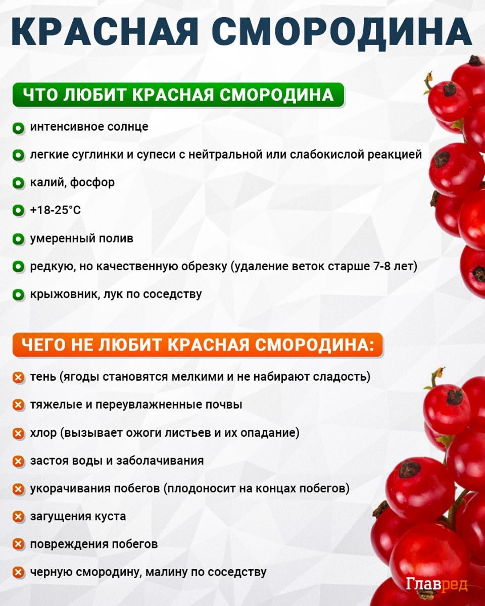 Что любит и чего не любит красная смородина