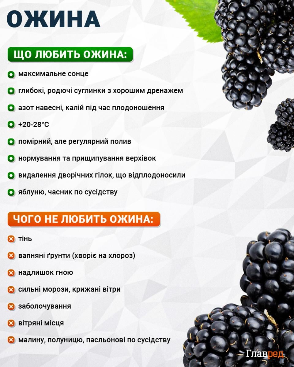 Ожина буде солодка, як мед, і велика: три етапи догляду навесні