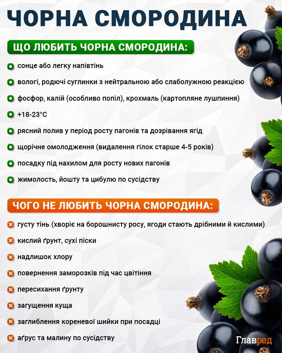 Всього два підживлення і смородина як відбірна: садівник розкрив рецепт